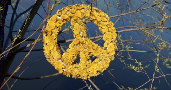 A Large Symbol of Peace Made of Yellow Flowers on a Background of Blue Water