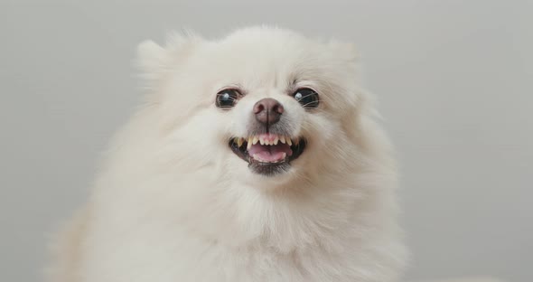 White Pomeranian Dog Bark