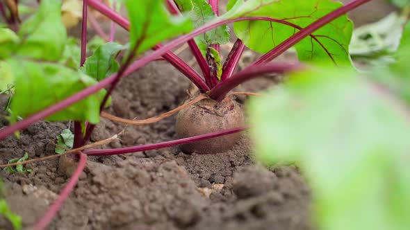 Closeup of a Beautiful Red Beet Growing in the Soil in a Garden Bed