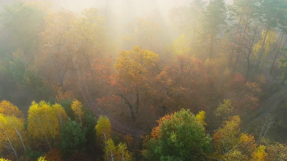 Flying Over Multi-colored Autumn Trees. Foggy Morning in Autumn Forest. Mixed Northern Forest with