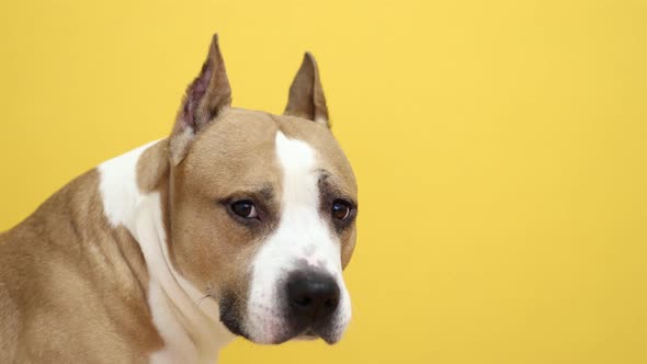 Dog Breed American Staffordshire Terrier on a Yellow Background