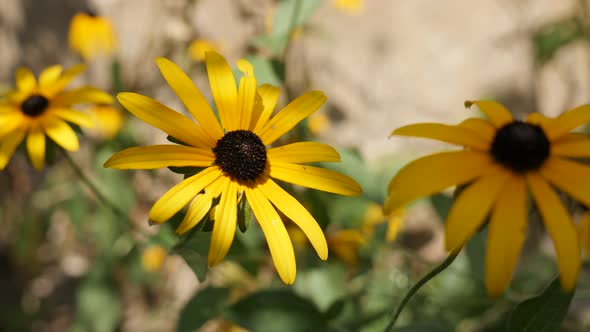 Rudbeckia fulgida Goldsturm flower close-up details 4K footage