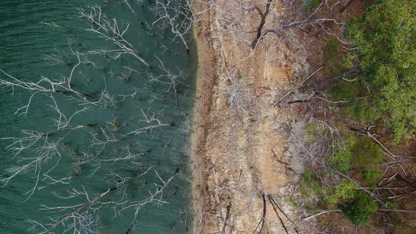 Vertical drone over dead trees at lakes edge, Sunny day, rising up