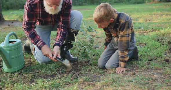Granddad Planting Tree Seedling into Hole Together with His Interested Small Grandson