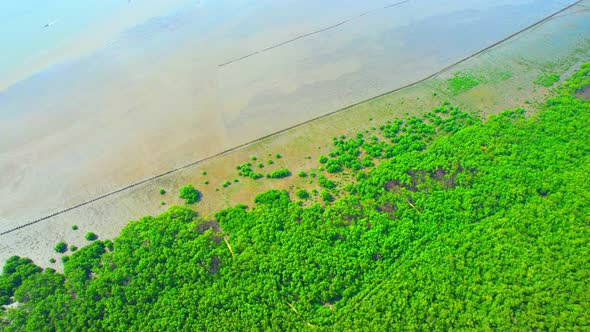 Aerial view over beautiful mangrove jungle