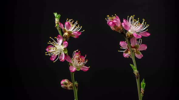 Peach Flower Blossom Timelapse on Black