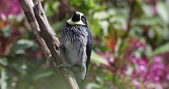 Acorn woodpecker (Melanerpes formicivorus), San Gerardo, Costa Rica
