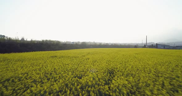 Moving Forward Over Yellow Flowers Field in Summer Day