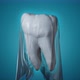 3D tooth covered by protection layer - VideoHive Item for Sale
