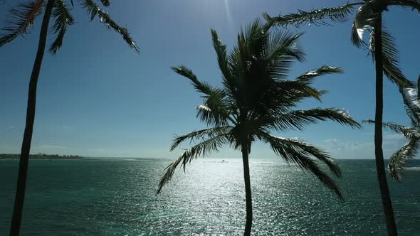 Stunning carribbean horizon trough coconuts