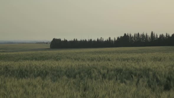 Tracking shot of a large green wheet field during spring time