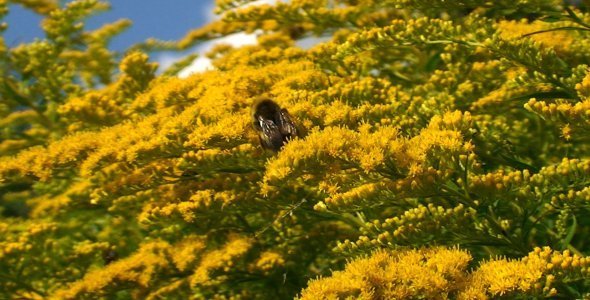 Bumblebee on Solidago Flower