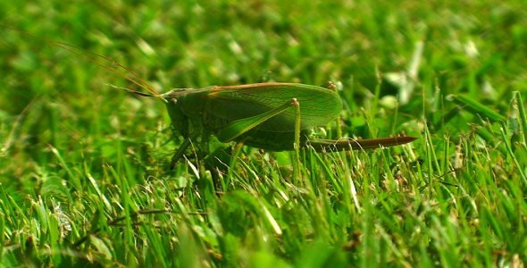 Green Locust in Grass