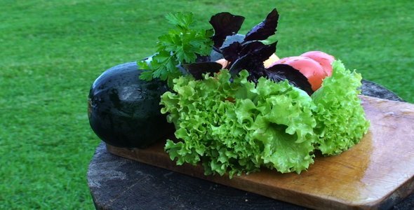 Healthy Vegetables for Picnic