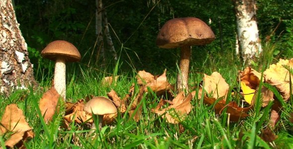 Birch Mushrooms in the Forest
