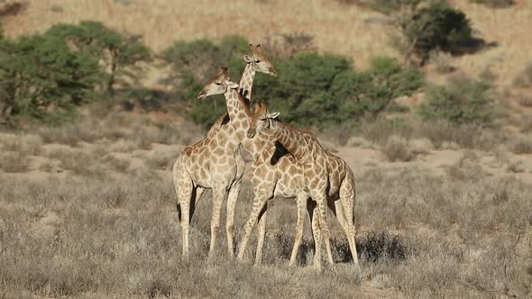 Fighting Giraffe Bulls - Kalahari Desert, South Africa