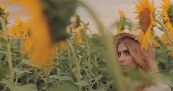 Tall Sunflowers in the Field