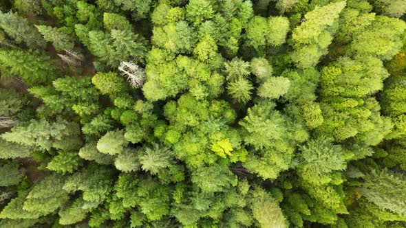 Flying over a forest in Northern California