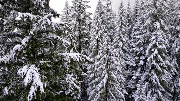 Flying over snow covered forest in Oregon