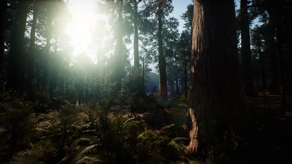 Giant Sequoia Trees at Summertime in Sequoia National Park California