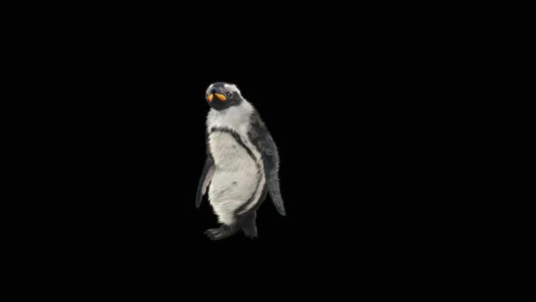 Penguin Dancing HD