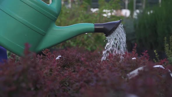 Watering in the Garden