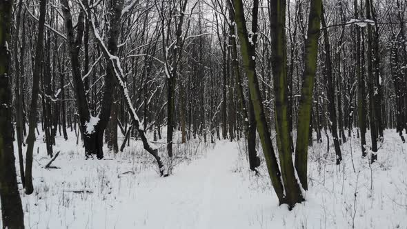 Walking in forest on hiking trail.