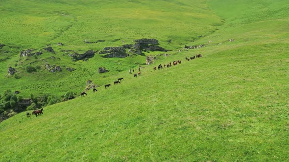 Herd of Horses Grazing on Slope Meadow