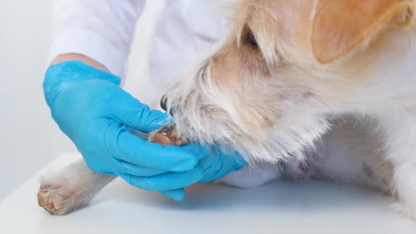 The Girl Spreads Ointment on the Pads of the Dog's Paws