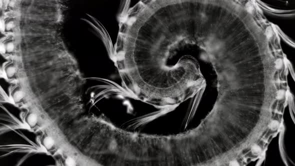 Zooplankton and Plankton of the Black Sea. The Larva of the Ctenophore of the Genus Mnemiopsis alt