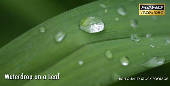 Waterdrop On A Leaf