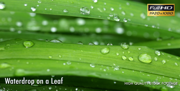 Waterdrop On A Leaf 2