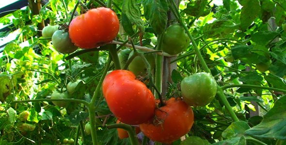 Picking Ripe Tomatoes