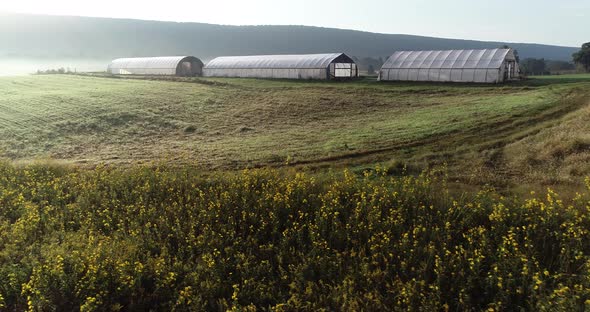 Aerial rising view of wild black eyed susans in a field with greenhouses and farmland beyond in the