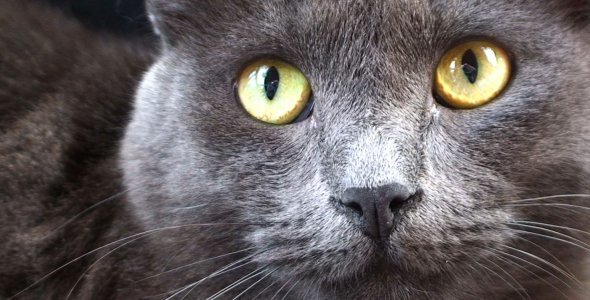 Russian Blue Cat CU