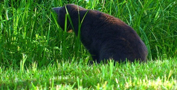 Russian Blue Cat Hunting Outdoors