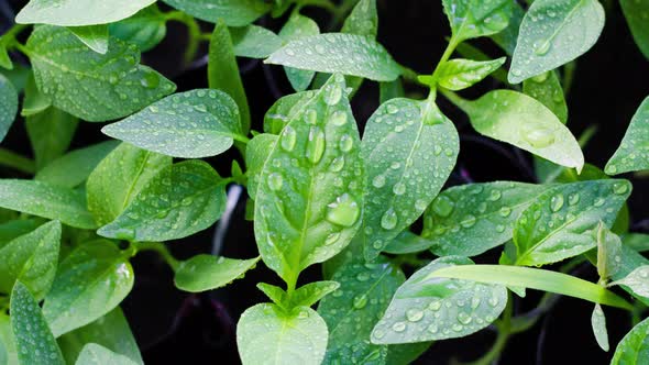 Green Fresh Juicy Seedlings on a Light Windowsill with Drops of Ross