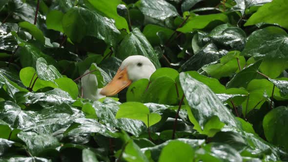 Flower Bed with Plants Under the Rain. Wet Foliage Shining of Raindrops. White Duck Sitiing Among
