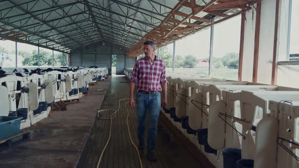 Farm Specialist Checking Calves Walking in Farm