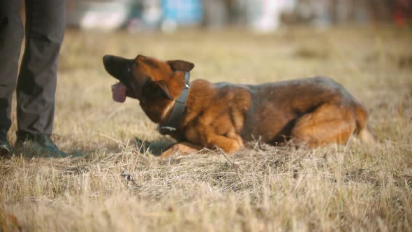 A German Shepherd Dog Rolling Over Led By a Trainer