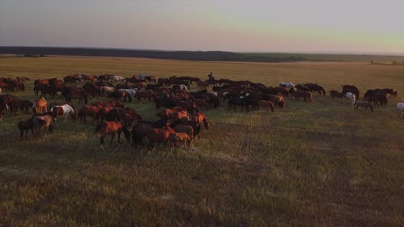 Group of Horses Grazing on a Field