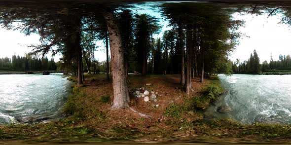 360 VR Virtual Reality of a Wild Forest. Pine Forest, Small Fast, Cold Mountain River. National Park