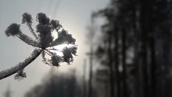 The Branch Covered with Frost on the Background of the Sun