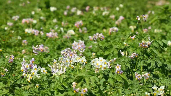 Blossoms Flowers Potato