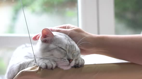 Asian Woman Hand Petting A Cat While Lying