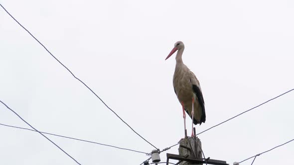 Alone Stork Stands on a Pillar of High Voltage Power Lines on a Sky Background.