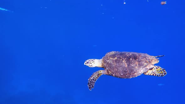 Turtle Swim under Blue Sea