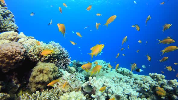 Blue Sea Water and Tropical Fish