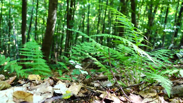 Fern in the Forest 2