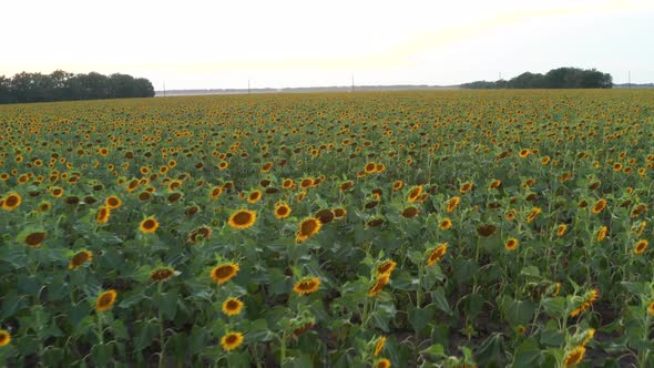 Sunflower Sunset 7